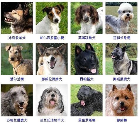 狗英文名字( 有哪些寓意美好的名字可以选择)