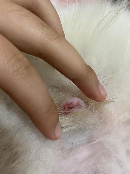 狗茎( 是正常现象还是有风险)
