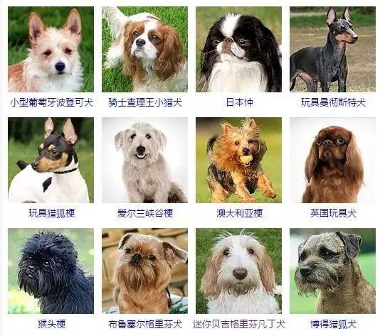 狗茎进入人体图(人与动物的性关系真的存在吗)