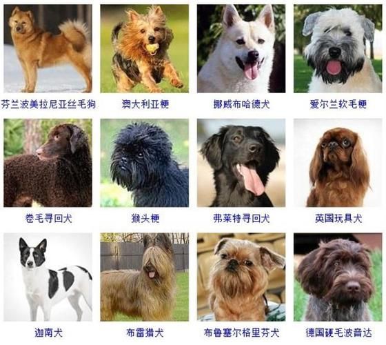 狗茎进入人体图(人与动物的性关系真的存在吗)