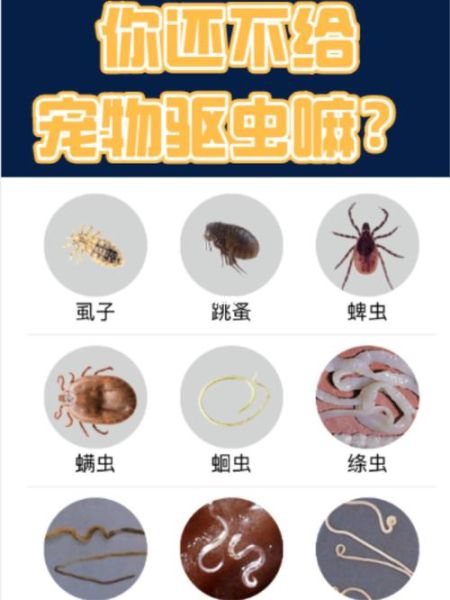 狗虱子(还是自己在家就能解决)