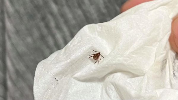 狗虱子(还是自己在家就能解决)