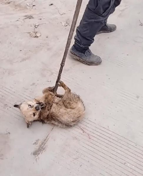 狗被拖行,谁的心最冷? 目击者沉默,良心呢?