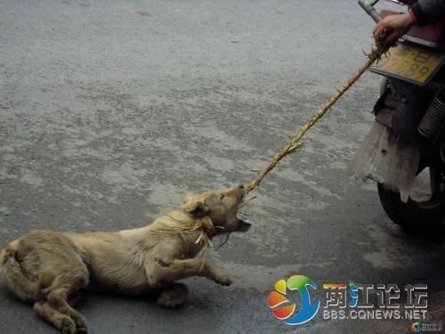 狗被拖行,谁的心最冷? 目击者沉默,良心呢?