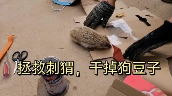 狗豆子(赶紧把它弄下来吗)