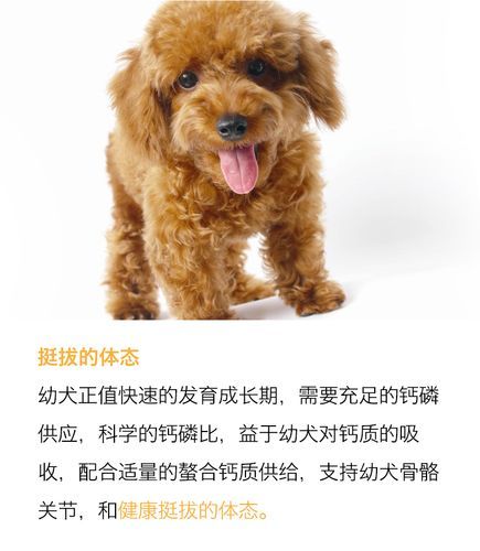 狗起名字(还是叫皇太子好)