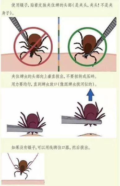 狗身上的蜱虫( 该怎么预防狗狗长蜱虫)