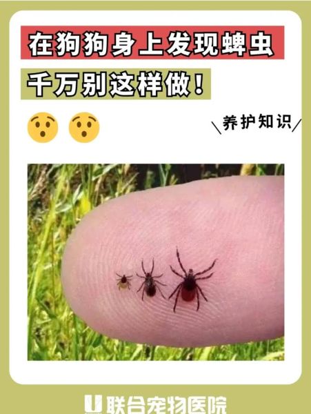 狗身上的蜱虫( 该怎么预防狗狗长蜱虫)
