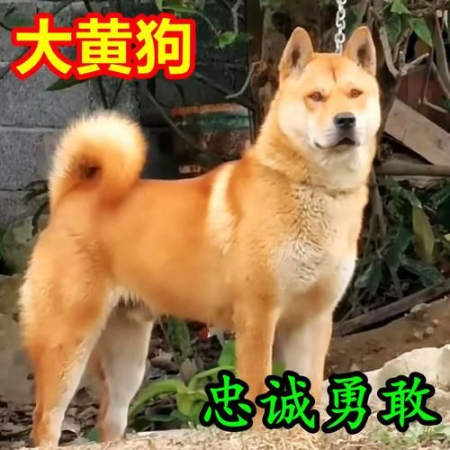 狗黄(狗黄能当药用吗)
