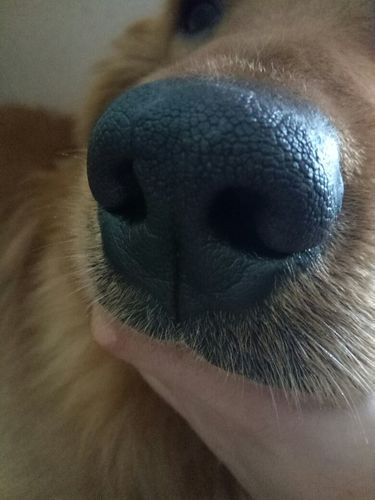 狗鼻子干怎么办(是缺水还是生病了)