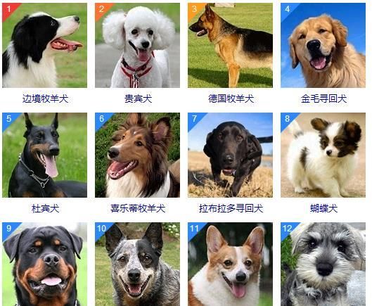 独一无二的狗狗名字(你觉得什么名字最适合它)