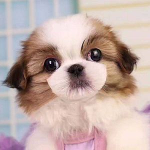 狮子狗价格(价格和城里一样吗)