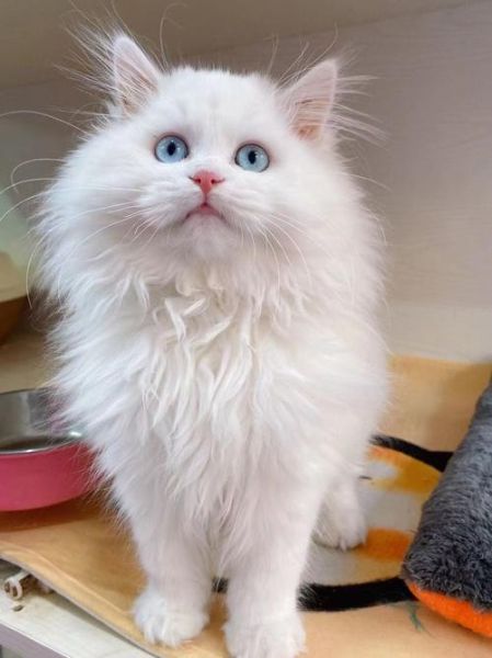 狮子猫(它真的值得入手吗)