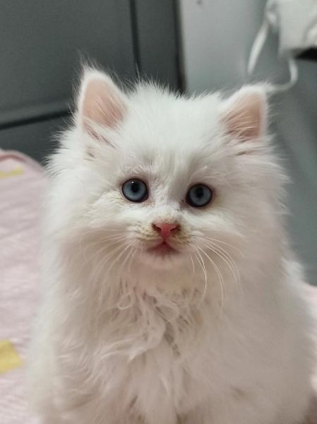 狮子猫(它真的值得入手吗)
