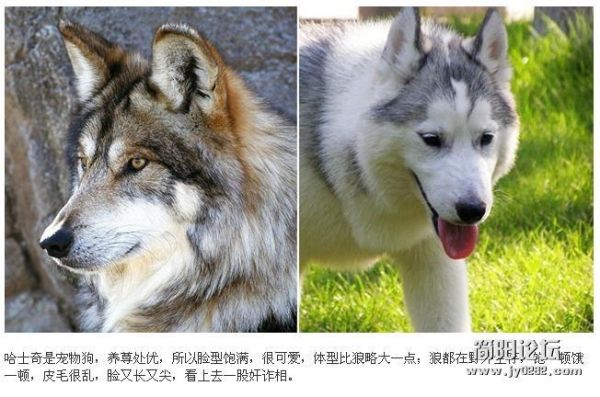 狼 哈士奇(它们的外表有多相似)