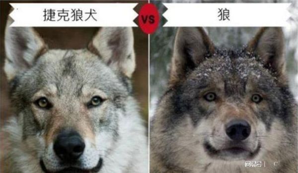 狼和狗交配(狼狗的性格像谁)