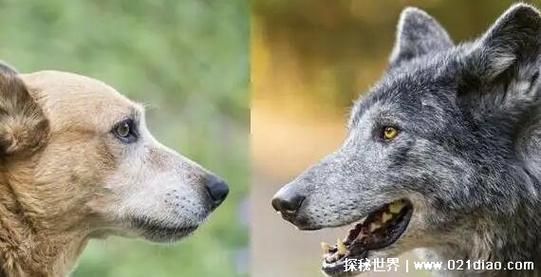狼和狗的区别(谁更依赖人类)