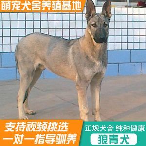 狼狗价格(到底该怎么选)