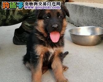 狼狗价格(到底该怎么选)