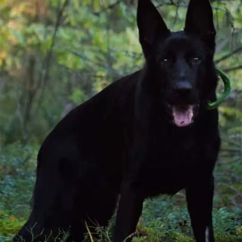狼狗品种(是德牧还是黑狼犬)
