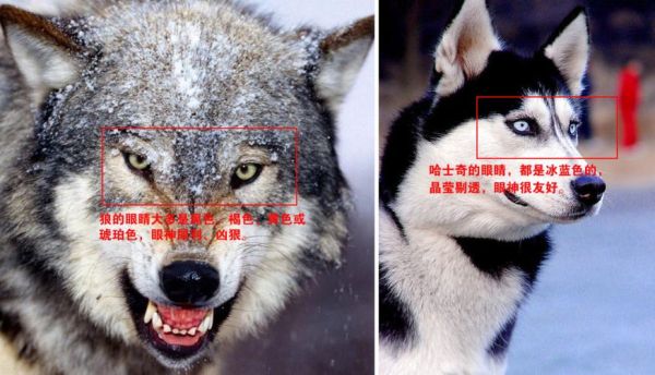 狼狗杂交(狼狗和狼的区别在哪里)