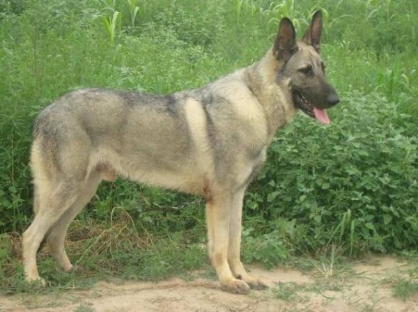 狼青犬(它真的比其他犬种更凶猛吗)