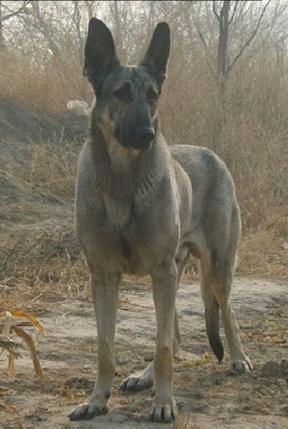 狼青犬(它真的比其他犬种更凶猛吗)