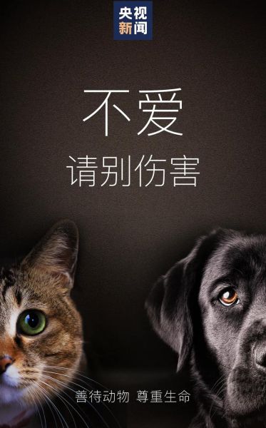 猎犬(它们会像人一样忠诚吗)
