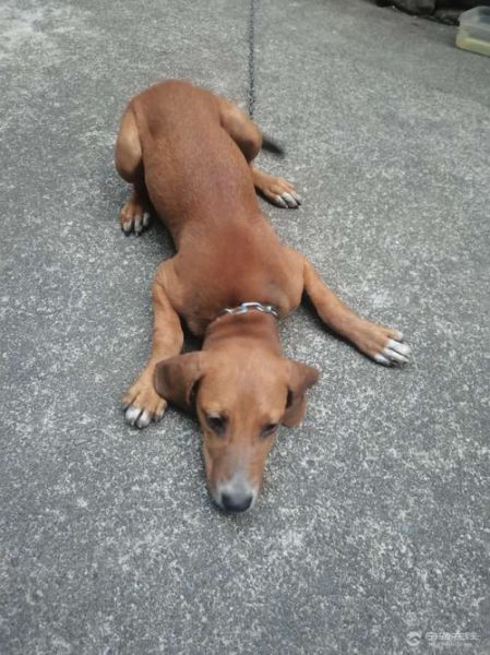 猎犬论坛(猎犬论坛值得你关注)