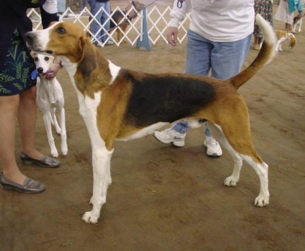 猎狐犬(它们是大型犬吗)