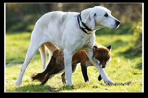 猎狐犬(它们是大型犬吗)