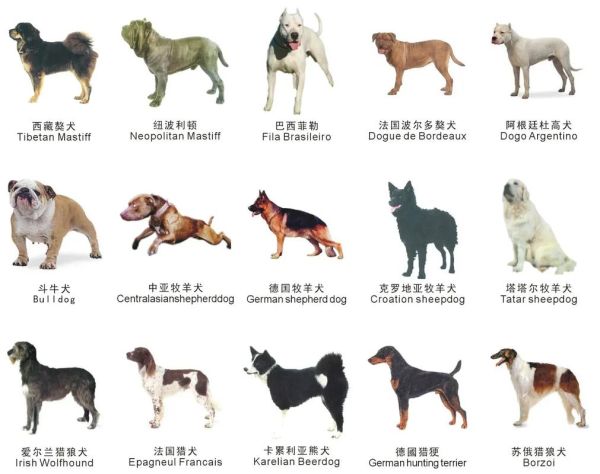 猎狗品种( 不同猎犬品种有什么性格特点)