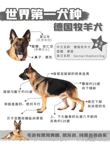 猎豹犬(它比德国牧羊犬还聪明吗)
