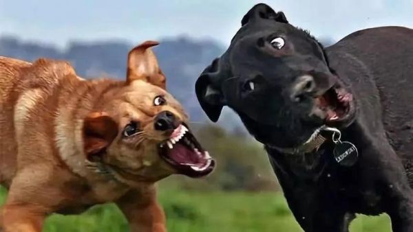 猛犬打架(谁才是真正的王者)