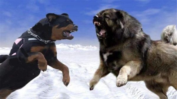 猛犬打架(谁才是真正的王者)