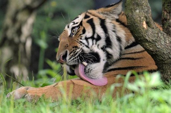 猫与豹(猫咪战斗力能无限放大吗)
