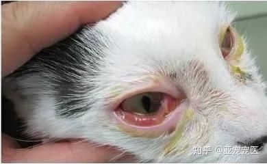猫中毒的症状(难道是中毒了)