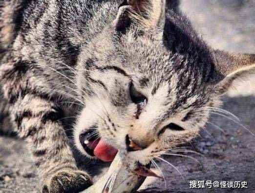猫为什么喜欢吃鱼(是基因决定还是后天养成的)