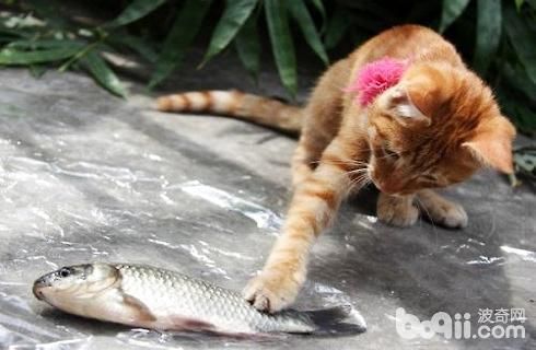猫为什么喜欢吃鱼(是基因决定还是后天养成的)