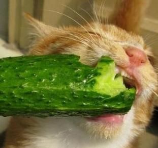 猫为什么怕黄瓜(是色盲还是对绿色敏感)