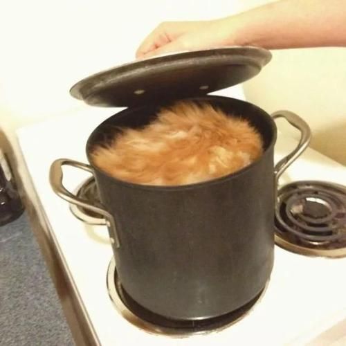 猫为什么能像液体一样缩在盒子里(它们是怎么做到像液体一样缩进盒子里)