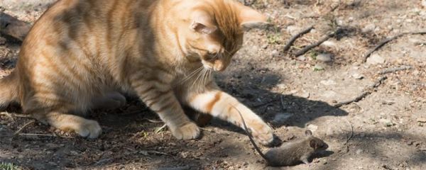 猫为什么要吃老鼠( 还是它们天生就喜欢吃老鼠)