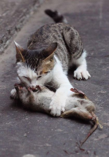 猫为什么要吃老鼠( 还是它们天生就喜欢吃老鼠)