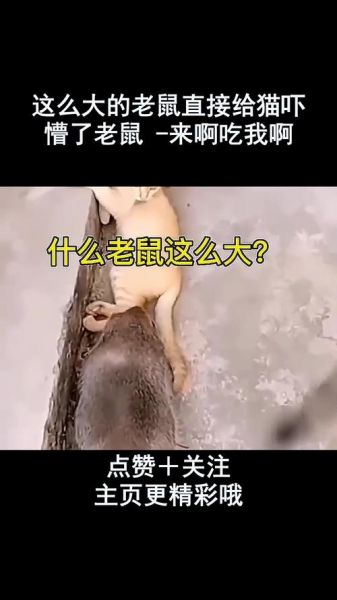 猫为什么要吃老鼠?( 难道是为了寻找一种独特的美味)