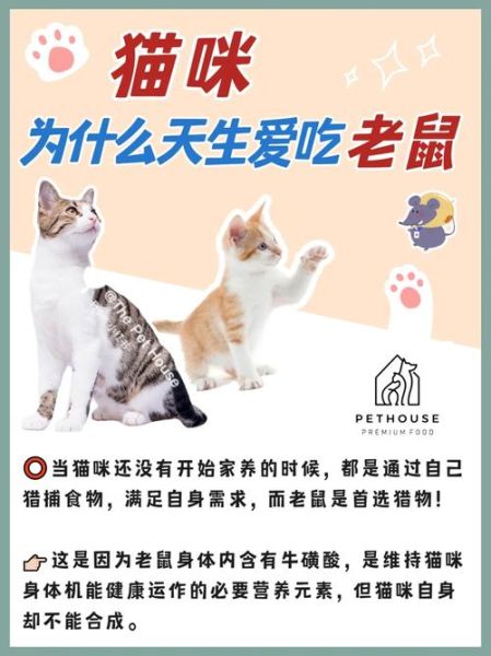 猫为什么要吃老鼠?( 难道是为了寻找一种独特的美味)