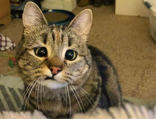 猫从被遗弃到颜值逆袭(如何蜕变成万人迷)