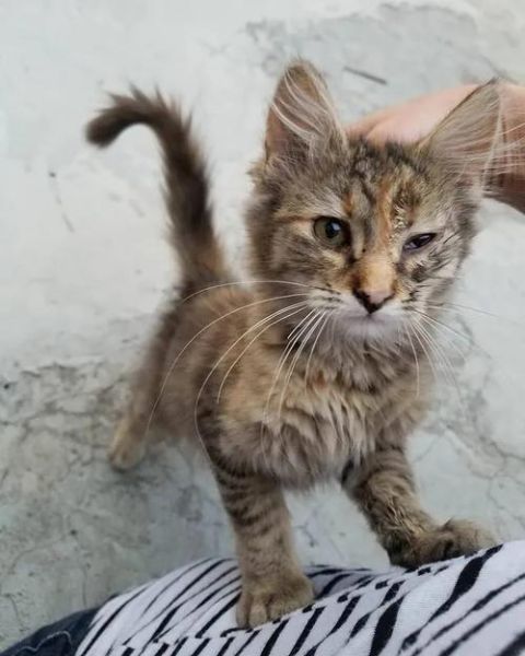 猫从被遗弃到颜值逆袭(如何蜕变成万人迷)