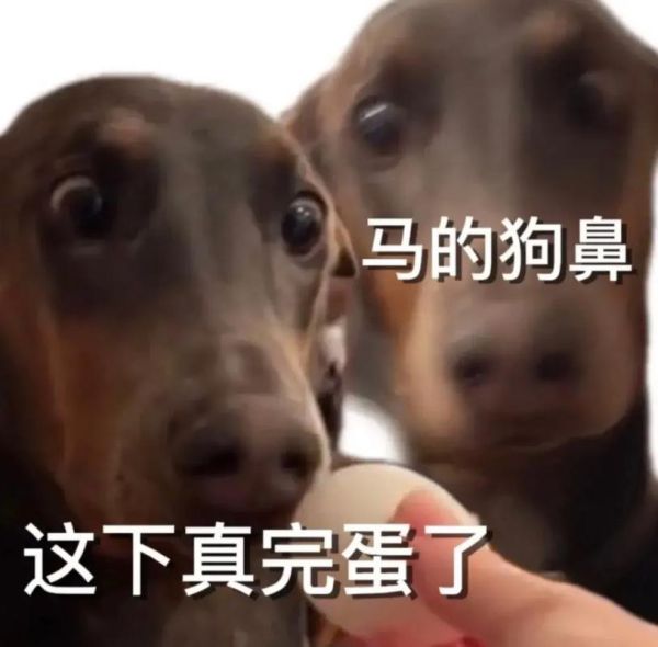 猫会出汗吗(为什么我们平时很少看到)