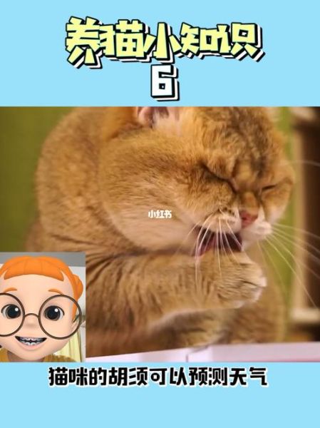 猫会出汗吗百科(它们也会大汗淋漓吗)