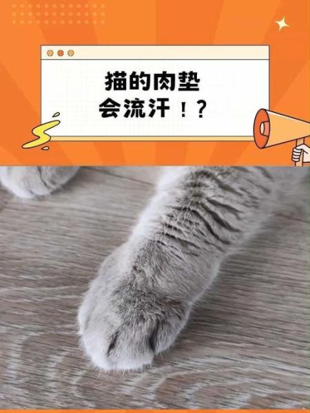 猫会出汗吗百科(它们也会大汗淋漓吗)